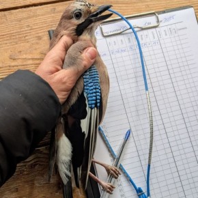 Доброе утро, друзья!. Калининградские орнитологи показали сойку (Garrulus glandarius)