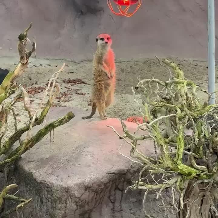 Посетители калининградского зоопарка волнуются: не обделяют ли дежурных сурикатов едой, сном и отдыхом?