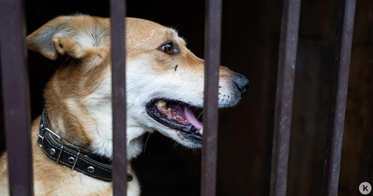 Зимняя прогулка с собакой может быть травмоопасной — кинологи