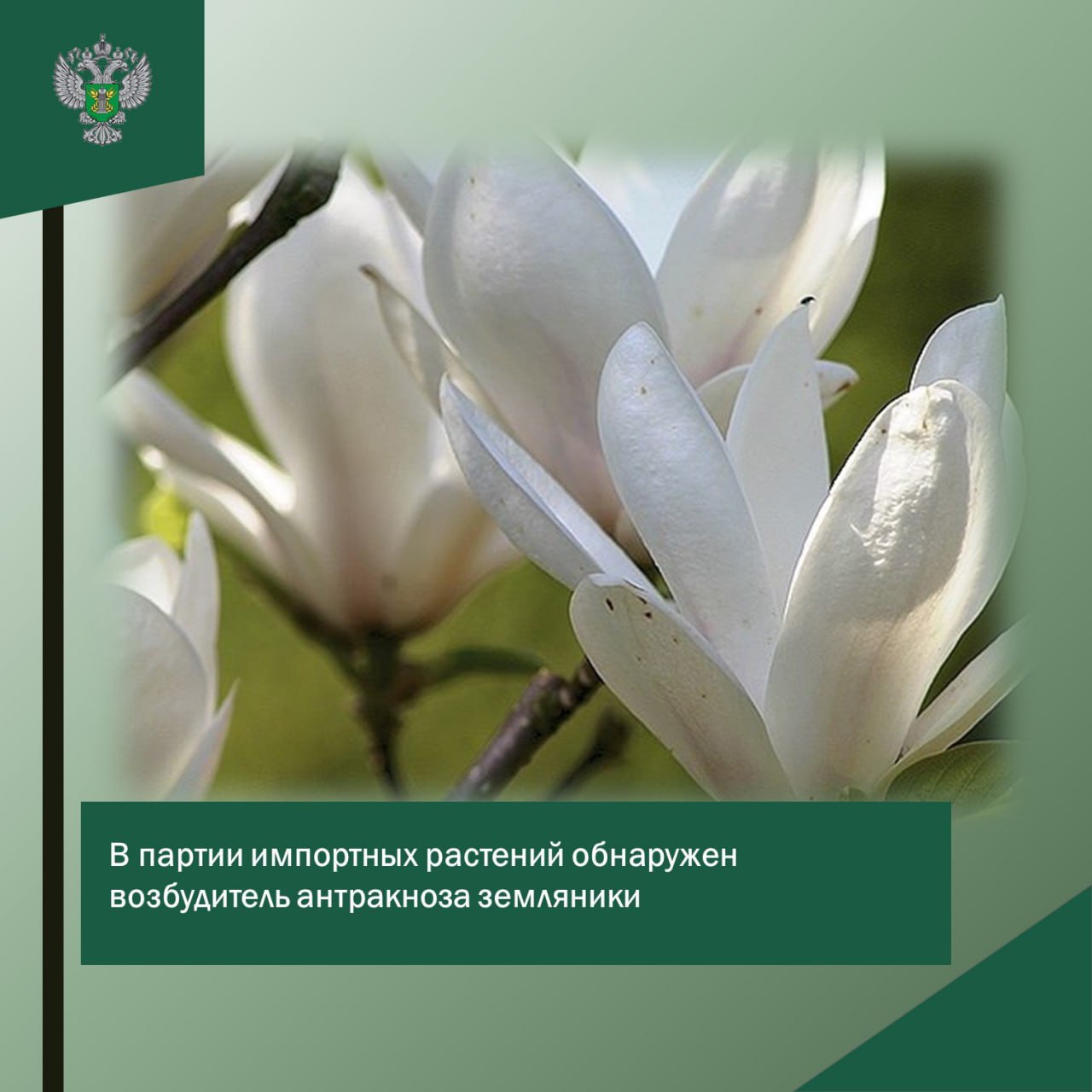 Россельхознадзор обнаружил в партии импортных магнолий возбудителя антракноза земляники