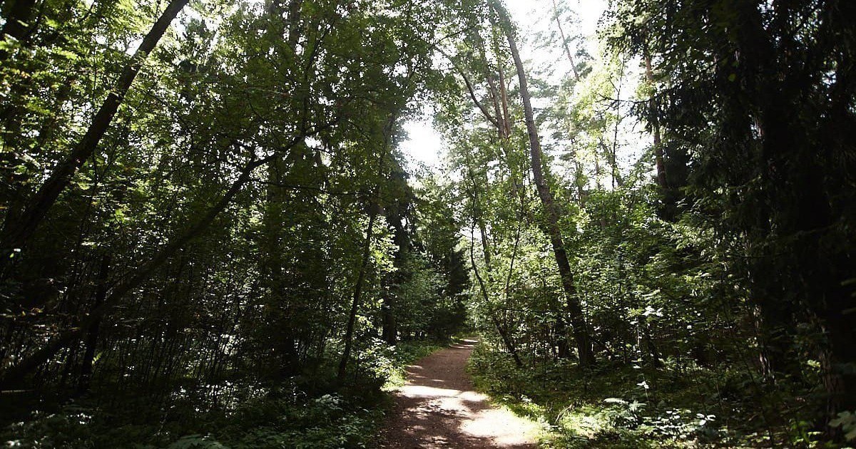 В Мамоново полиция и спасатели искали подростка, который решил срезать путь домой и заблудился в лесу