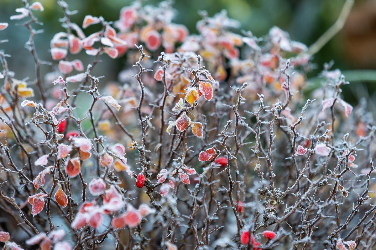 У синоптиков начали появляться первые «призрачные» сценарии с существенным похолоданием в регионе к концу года