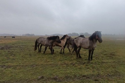 Фермер в Зеленоградском округе создаёт хозяйство по разведению редких русских пород лошадей
