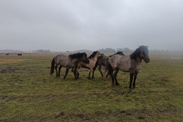 Фермер в Зеленоградском округе создаёт хозяйство по разведению редких русских пород лошадей