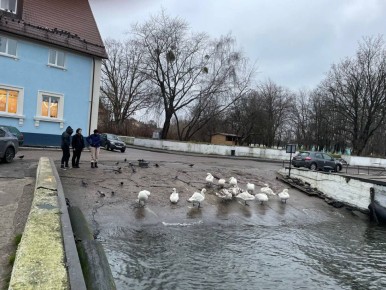 Зоозащитники призвали не кормить лебедей в Балтийске