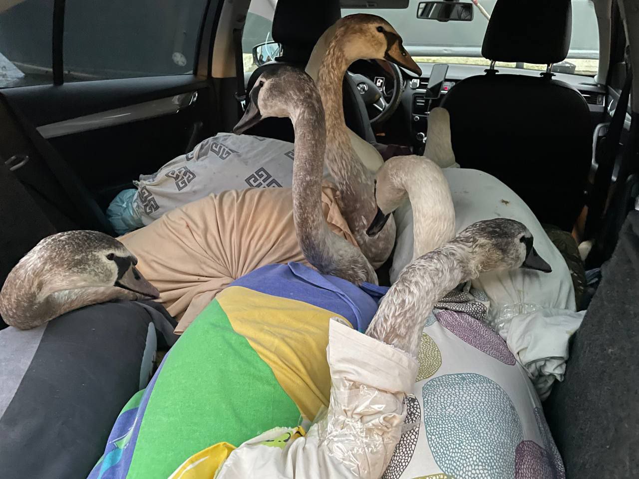 Зоозащитники призвали не кормить лебедей в Балтийске Зоозащитники призвали не кормить лебедей в Балтийске