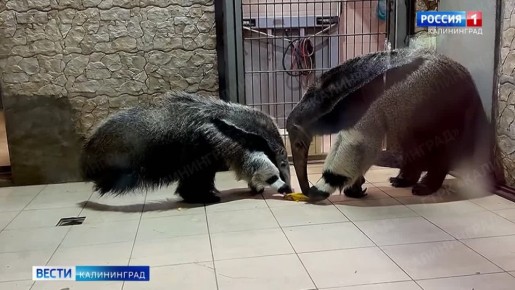 Пора выбирать имя для девочки-муравьеда, которая родилась в калининградском зоопарке