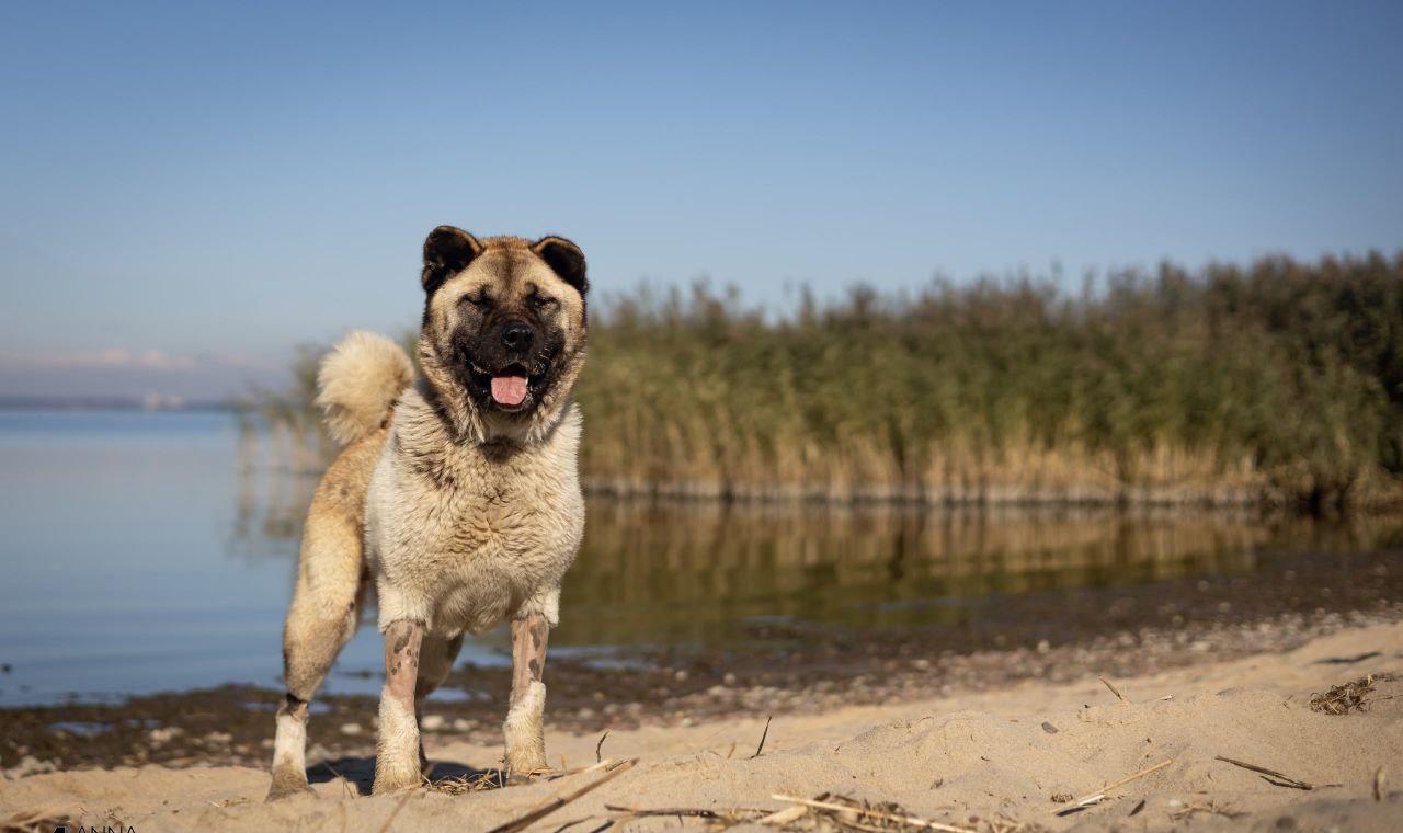 В Калининграде ищут дом собаке, которую бросили хозяева В Калининграде ищут дом собаке, которую бросили хозяева
