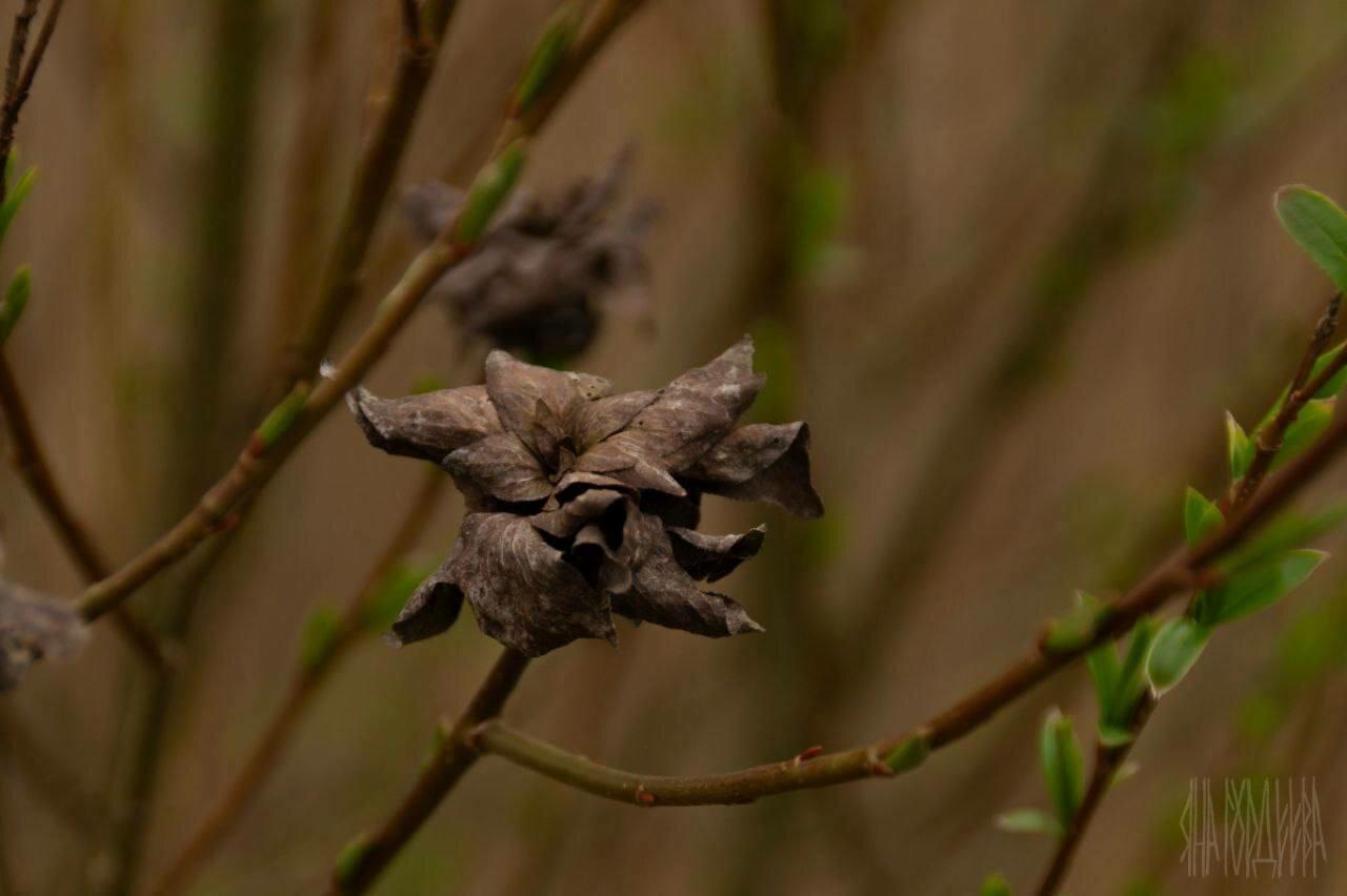 В Виштынецком нацпарке заметили странные «розы» на ивах В Виштынецком нацпарке заметили странные «розы» на ивах