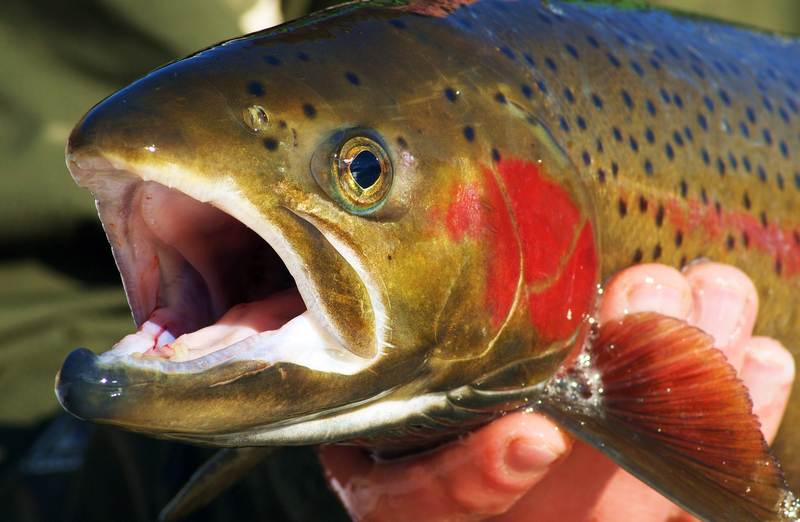 Через Калининград из Польши везут икру форели в большую Россию