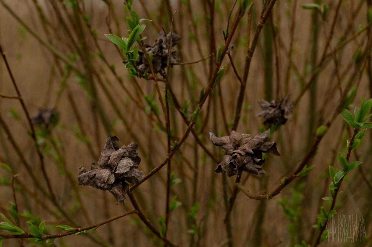 В Виштынецком нацпарке заметили странные «розы» на ивах В Виштынецком нацпарке заметили странные «розы» на ивах