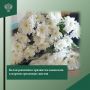 В Калининграде вновь обнаружена белая ржавчина хризантем