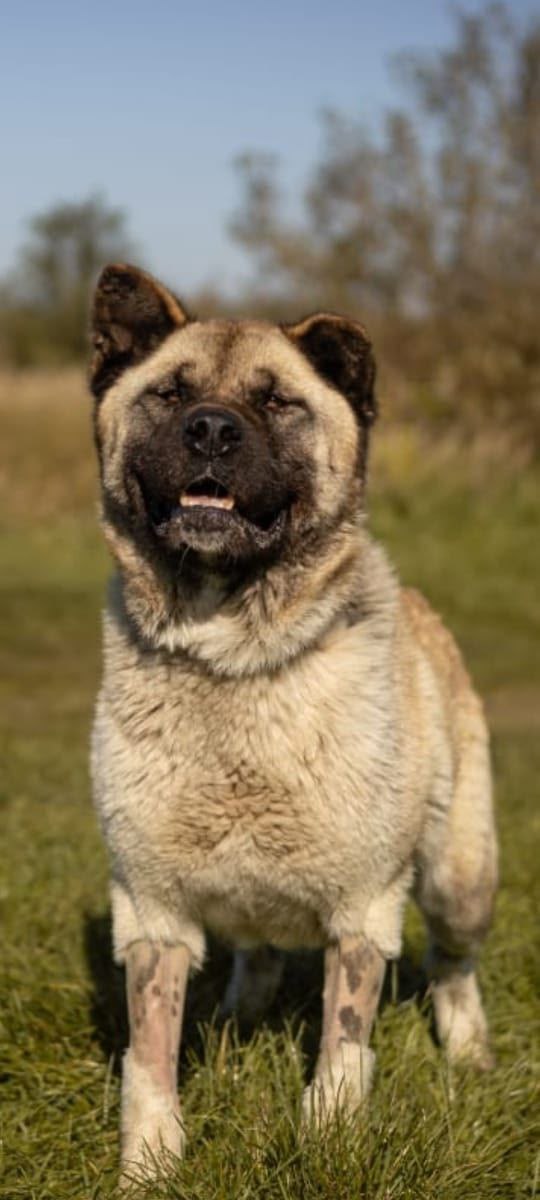 В Калининграде ищут дом собаке, которую бросили хозяева В Калининграде ищут дом собаке, которую бросили хозяева