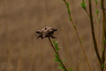 В Виштынецком нацпарке заметили странные «розы» на ивах