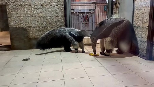 Калининградцам предложили выбрать имя для детёныша муравьеда, которому уже исполнилось 5 месяцев