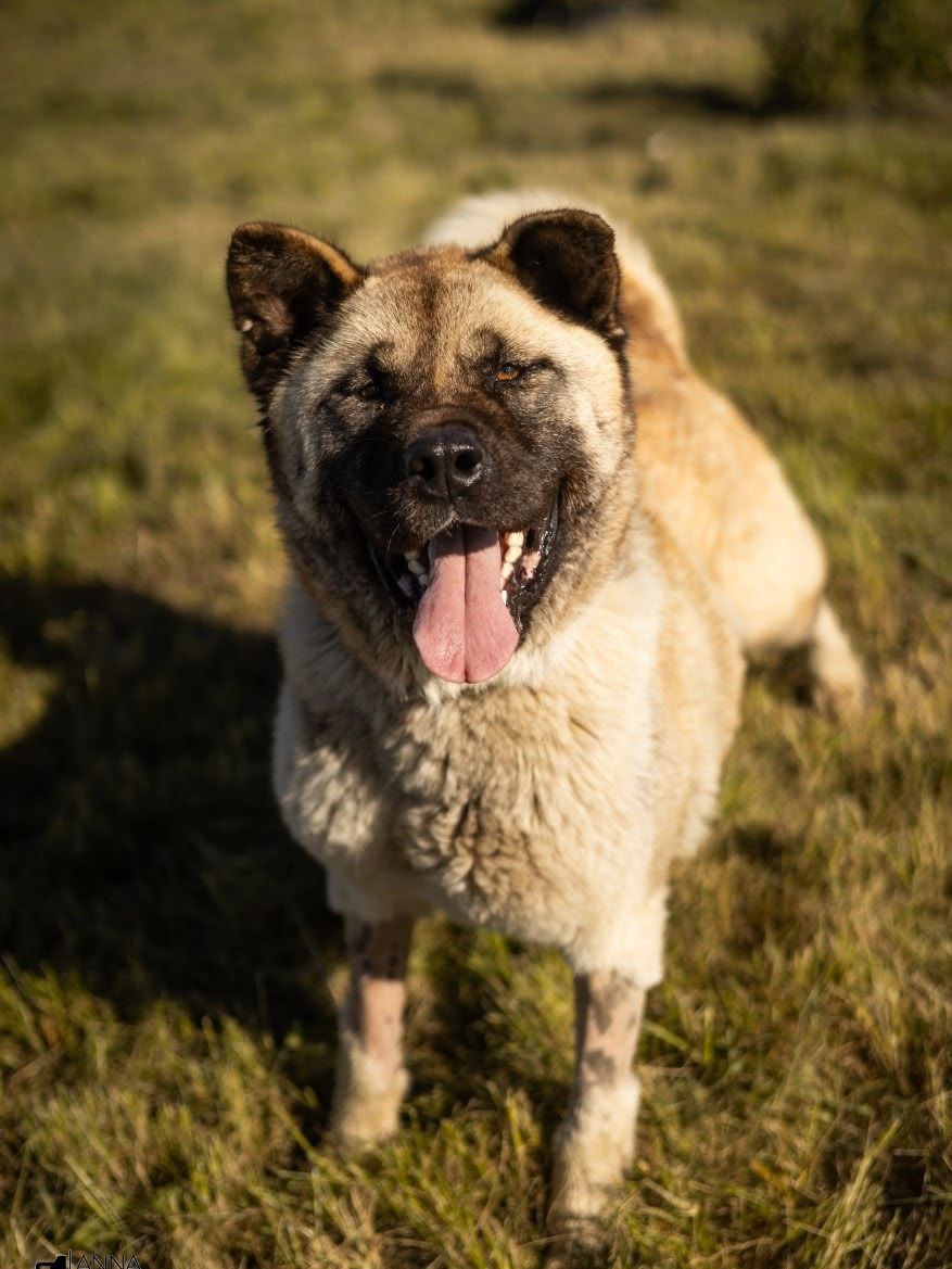В Калининграде ищут дом собаке, которую бросили хозяева В Калининграде ищут дом собаке, которую бросили хозяева