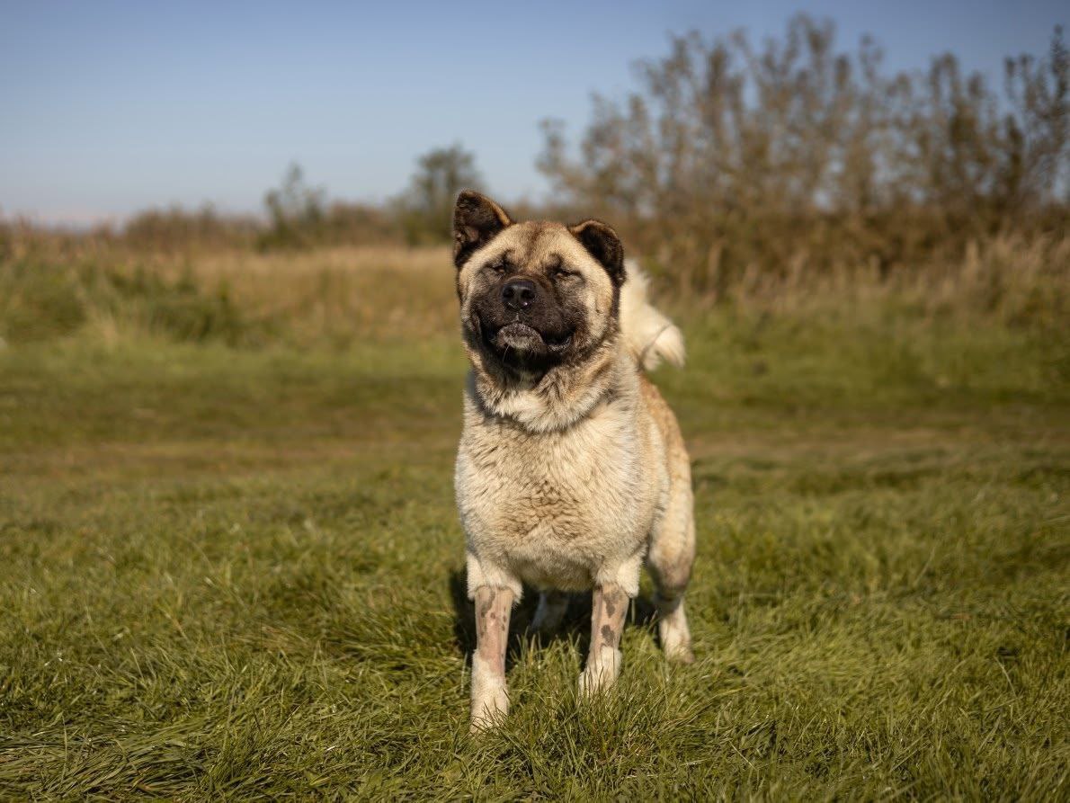 В Калининграде ищут дом собаке, которую бросили хозяева В Калининграде ищут дом собаке, которую бросили хозяева
