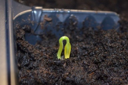 Ошибки при выращивании рассады перца: советы по успешному посеву