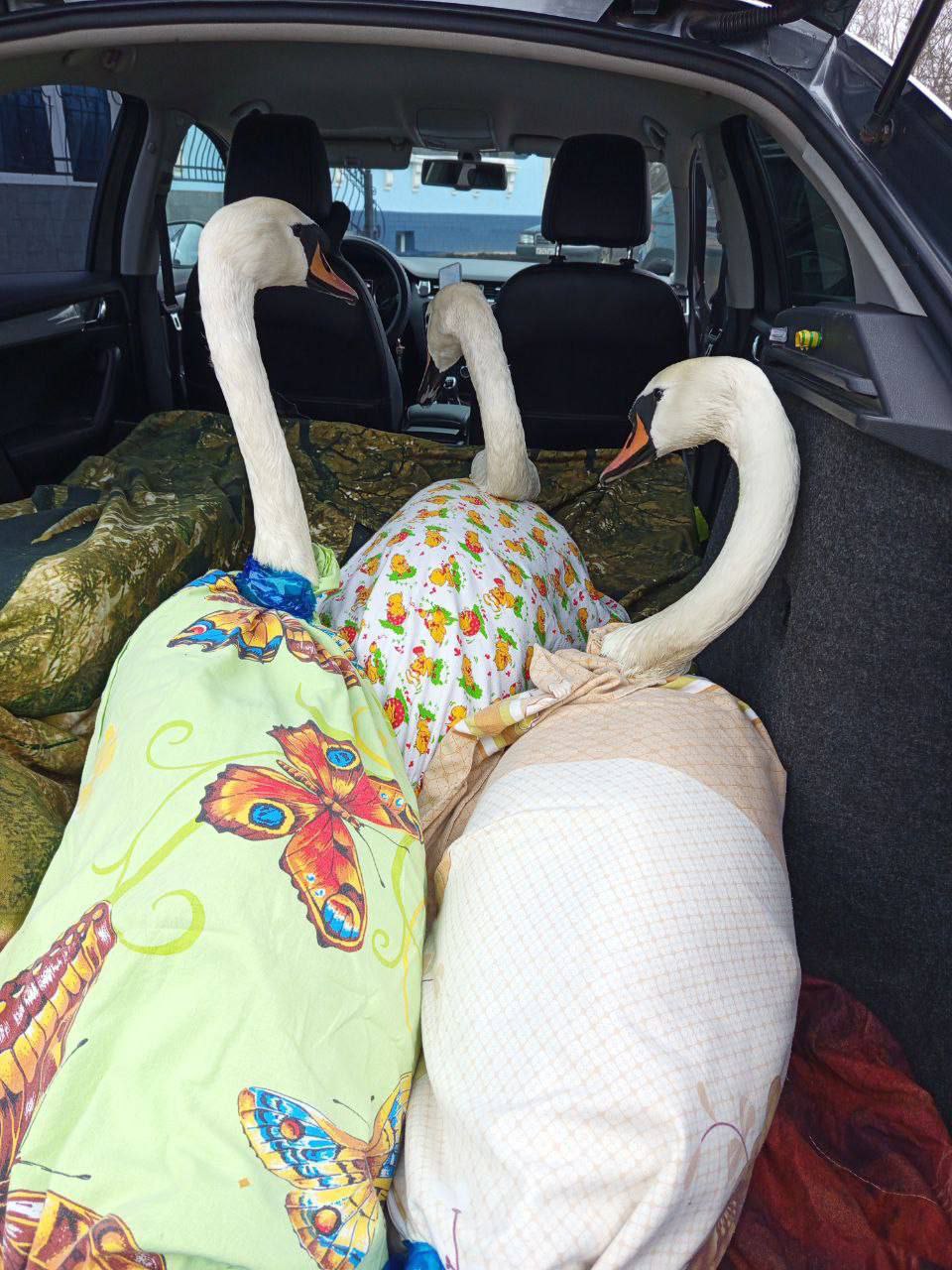 В Балтийске волонтёры не обнаружили лебедей