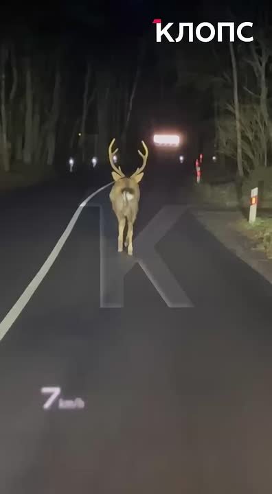 Прогуливался, как по подиуму: на Куршской косе образовалась пробка из-за оленя