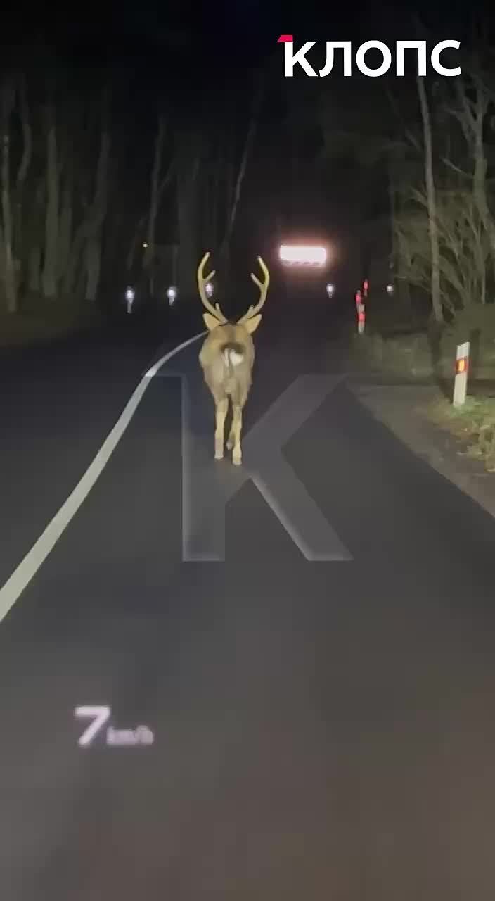 Олень собрал пробку на Куршской косе