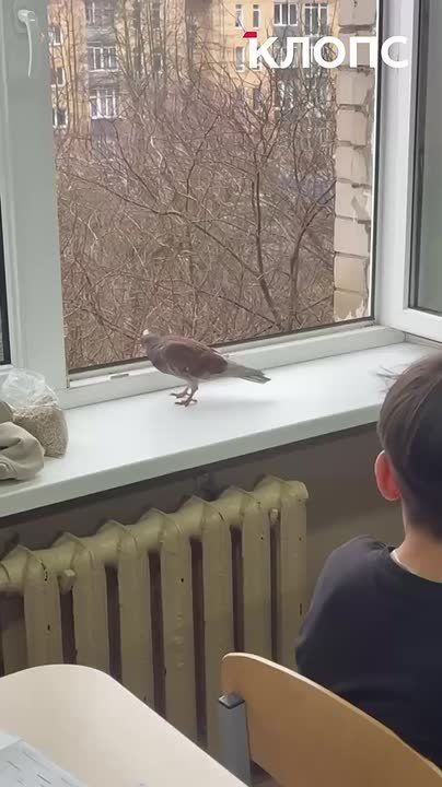 Заметное оживление внес голубь в проведение пробника ОГЭ по математике