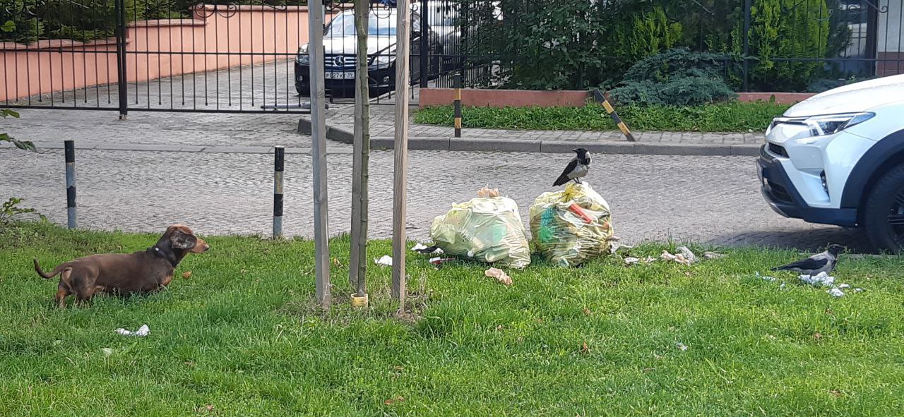 Региональный оператор по обращению с твёрдыми коммунальными отходами на территории Калининградской области сообщает, что в соответствии с Приказом Министерства природных ресурсов и экологии Калининградской области от...