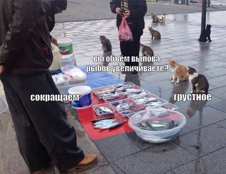 В Калининградской области сокращаются объёмы вылова рыбы