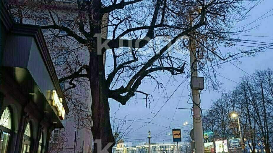 В Калининграде с осени не могут спилить сухие ветви, угрожающие прохожим у КГТУ