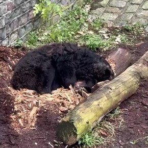 ����������� ��������� �� ������ ����, �������� �� ��������� �������, ��-�������� �������� ������� ��� ����� ������ ������