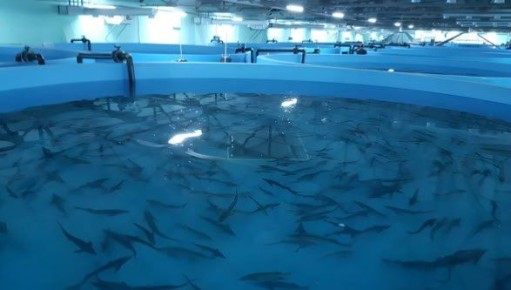 1 Объем выращивания рыбы в Калининграде вырос в два раза