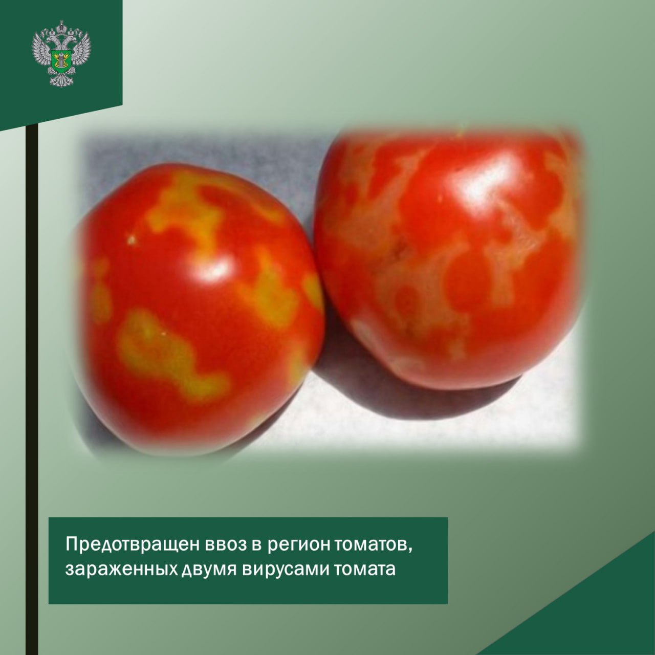 Россельхознадзор предотвратил ввоз в регион томатов, зараженных двумя вирусами