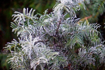 � ������������ ��������� ����� ����� �� ����������� ������ ����