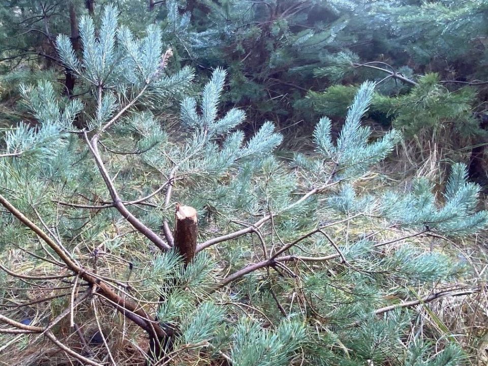 ��� ���������� ����� ������� �������������� ������� ������� �� ���� ��������������� ������������