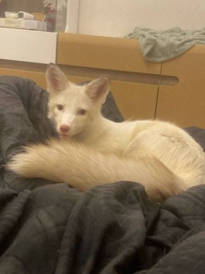 � ��������������� ������� ���� ��������� �������� ����