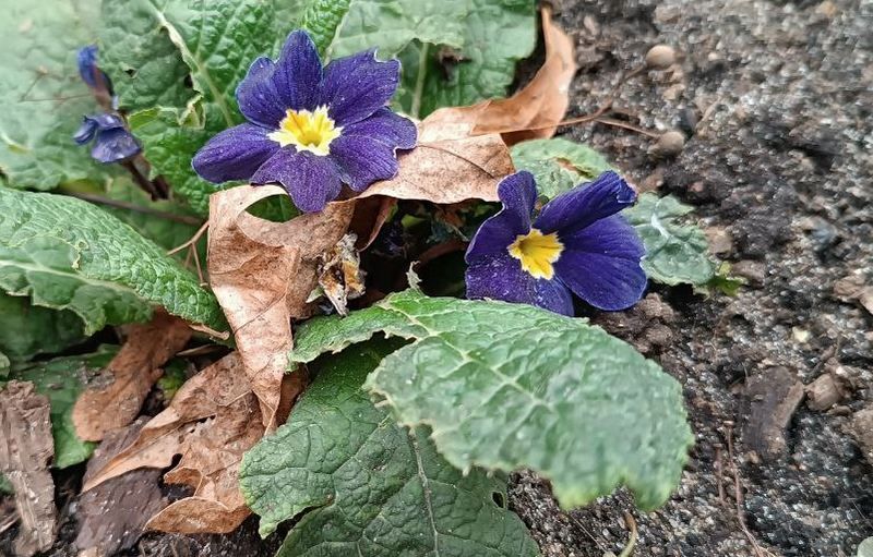 � ������������ �� 6 ���� �� ������ ���� �������� ��������