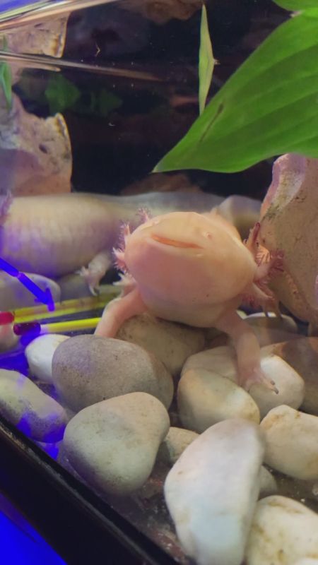 Аксолотль Лунтик живёт в Главном корпусе Музея Мирового океана, а 4 января ему исполняется семь лет