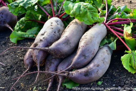 ������� ������: ������ ���� '��������' �������� ������������ � �����������