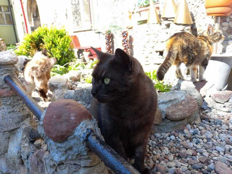 � ������������ ����������� ����������� � ����������� ��� ��������