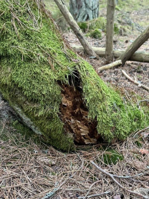 На Куршской косе в Танцующем лесу спилили легендарное дерево-кольцо