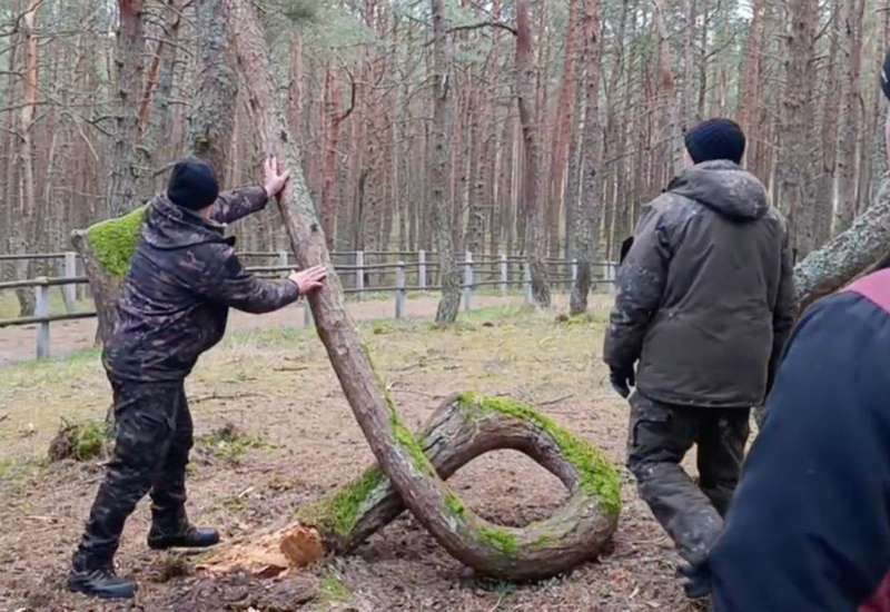 Штормовой ветер погубил главный экспонат Танцующего леса