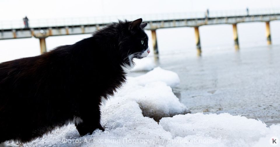 Новогодняя ночь в Калининградской области обещает быть самой морозной с начала зимы