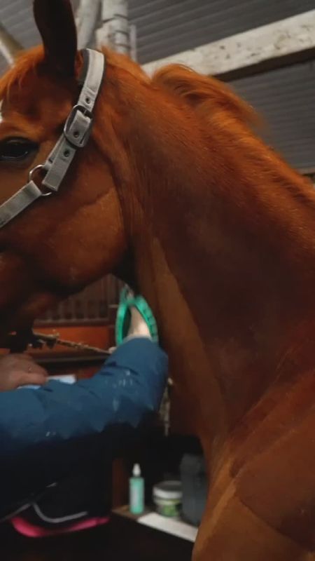 Наша коллега Ника вместе с Хлопком поздравляют с наступающим Новым годом