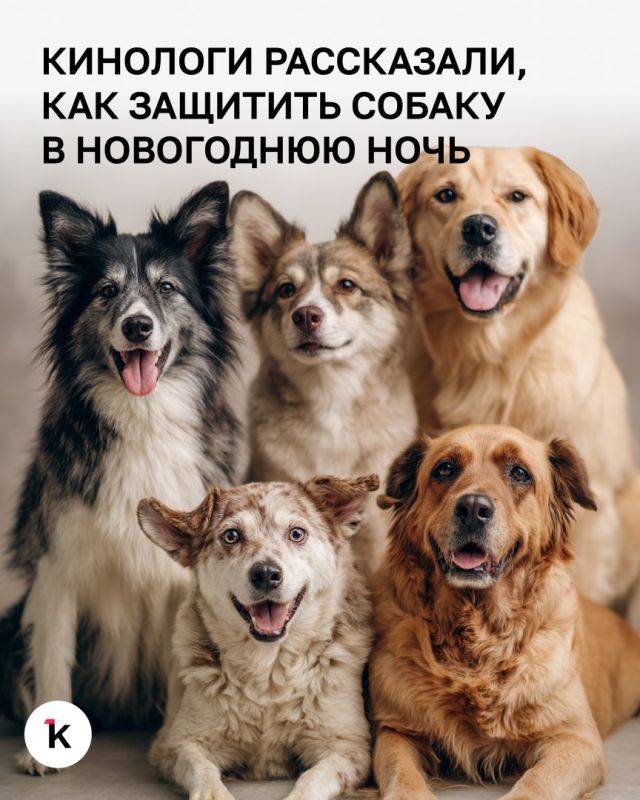 Кинологи рассказали, как защитить собаку в новогоднюю ночь