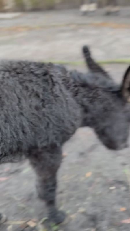 В Калининградском зоопарке под Новый год родился ослик