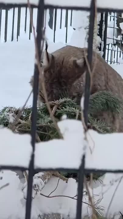 В Калининградском зоопарке животные лакомятся ёлками (видео)