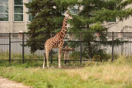 Наступивший год – юбилейный и для нашего зоопарка, он отметит 130-летие со дня основания