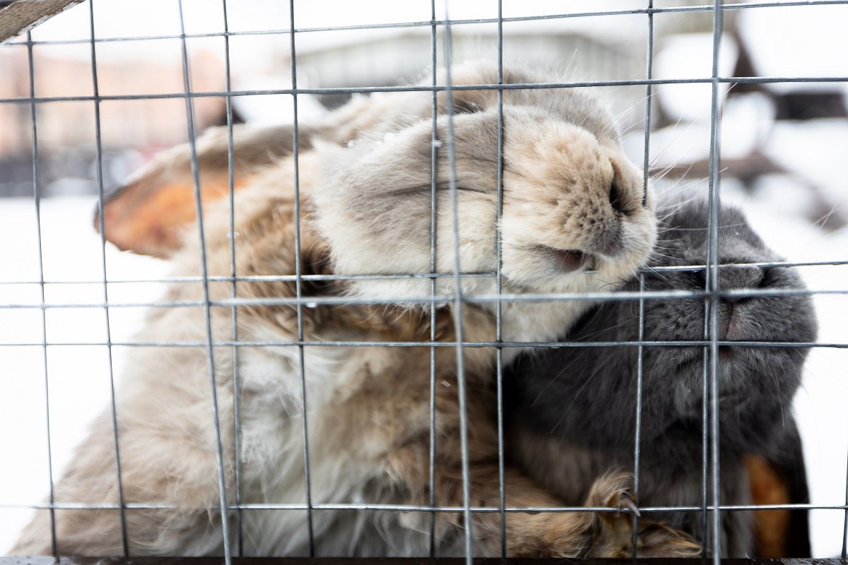 «Пушистые обитатели»: на территории замка Нойхаузен в Гурьевске открыли парк альпак «Пушистые обитатели»: на территории замка Нойхаузен в Гурьевске открыли парк альпак