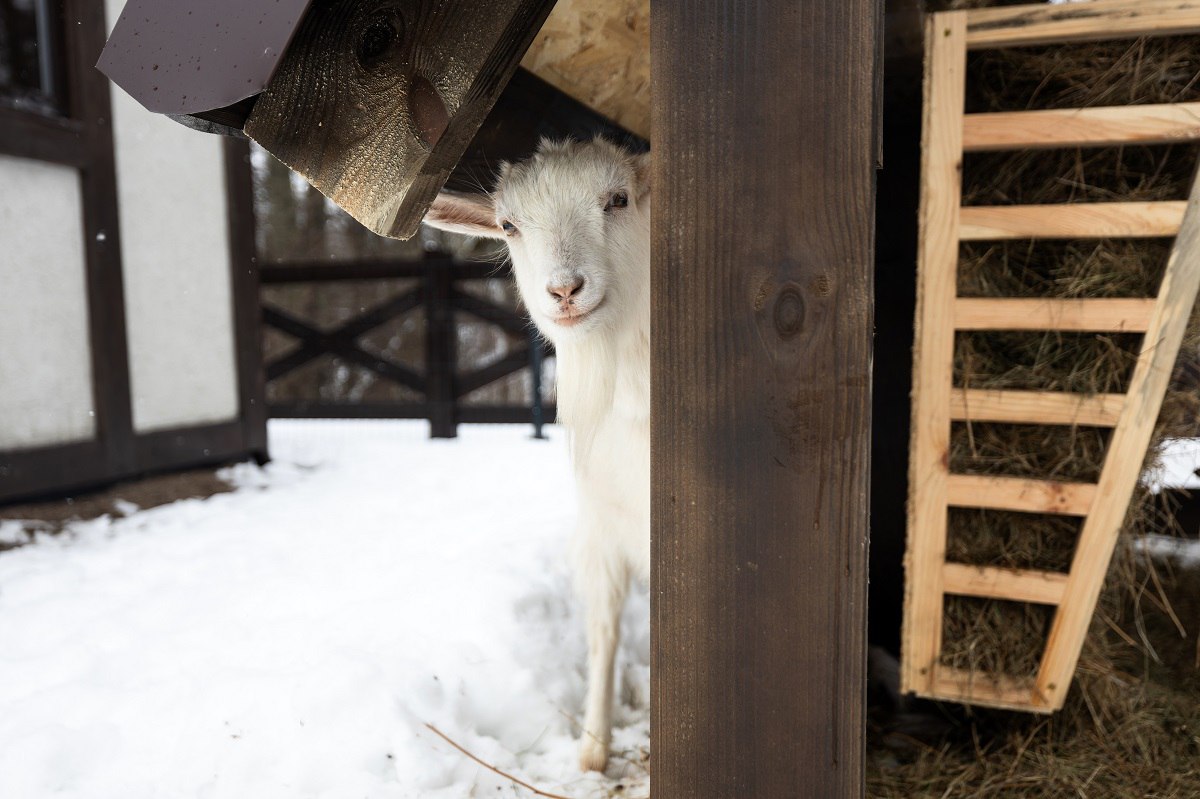 «Пушистые обитатели»: на территории замка Нойхаузен в Гурьевске открыли парк альпак «Пушистые обитатели»: на территории замка Нойхаузен в Гурьевске открыли парк альпак