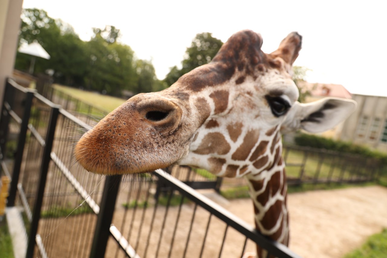 В администрации Калининграда рассказали о планах преобразования зоопарка, которому в наступившем году исполняется 130 лет со дня основания